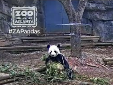 atlanta zoo